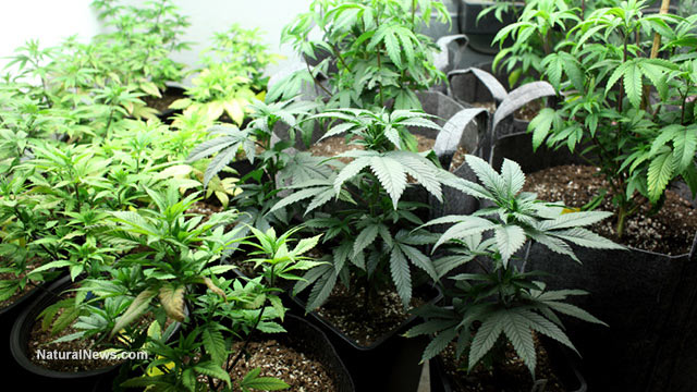 Marijuana-Crop-Plants